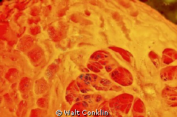 Orange snot, NOT/ Orange puffball sponge, up close and pe... by Walt Conklin 